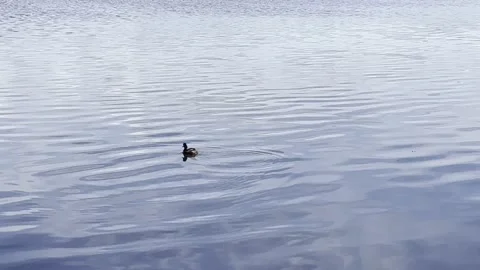 Mud Hen Swimming Stock Footage 194493788