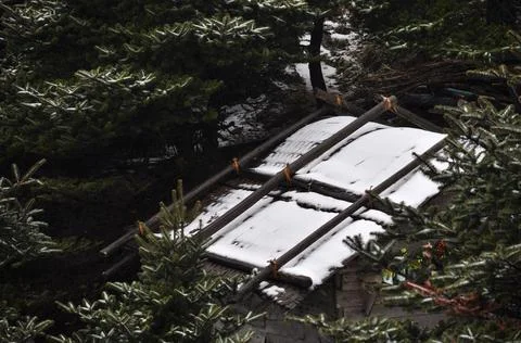 Mud house inside pine forest covered with snow Stock Photos