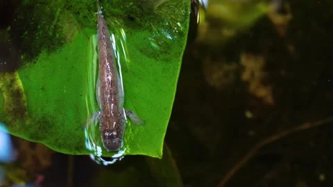 Mud jumper on a leaf Stock Footage 274636141