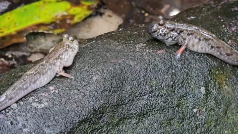 Mud jumpers resting Stock Footage 263677060