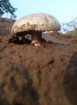 Mud mashroom Stock Photos