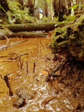 Mud in the middle of the garden Foto stock