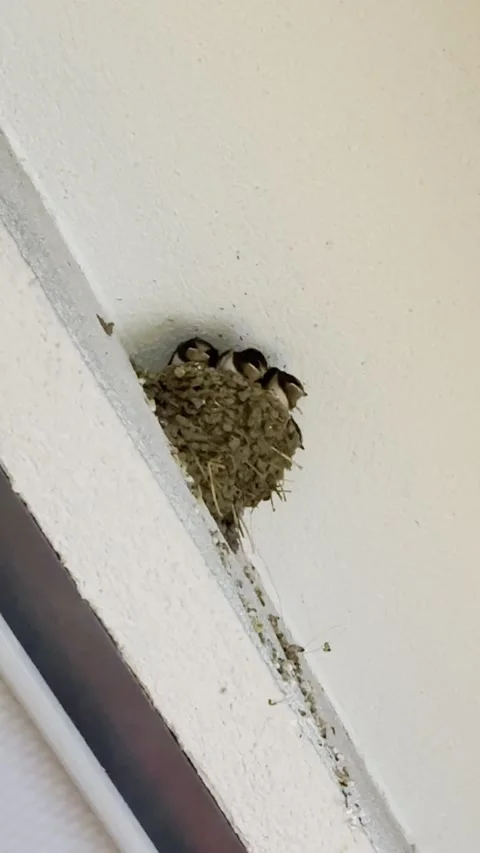 Mud nest swallow chicks Stock Footage 318343000