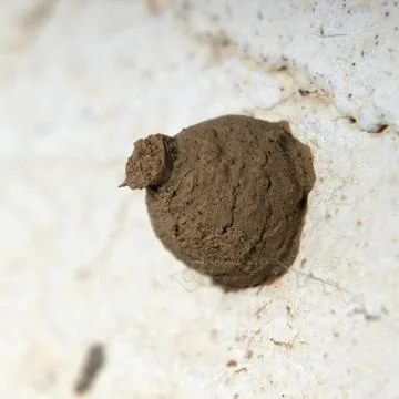 Mud nest in the wall built by the potter wasp of the genus eumeninae Stock Photos