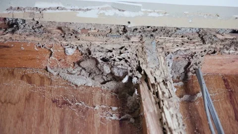 Mud nests inside walls of a home damaged by termites. Timber infestation. Stock Footage 333301770