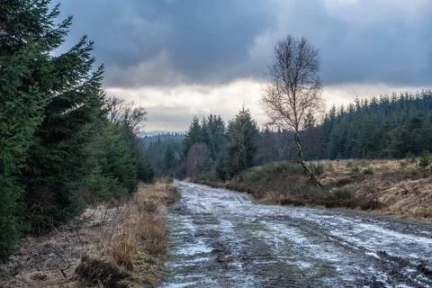 Mud path through the High Fens Woods HDR 스톡 사진