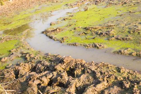 The mud Foto stock