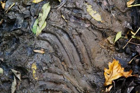 Mud Stock Photos