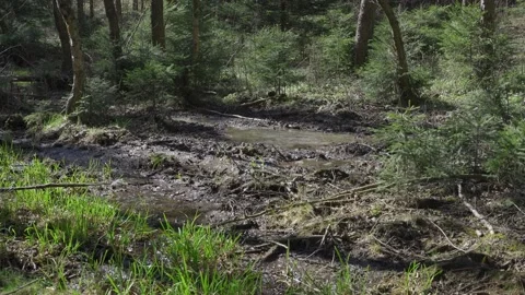 Mud pond in the forest, used by wild animals to cool down Stock Footage 130326026