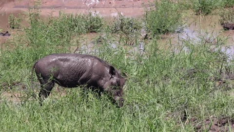 Mud protects warthog against sun and parasites on African savanna Vídeos de archivo 304850516