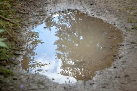 Mud puddle reflecting sky and evergreens Stock Photos