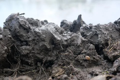 Mud is randomly placed and snail walking on it Stock-Fotos