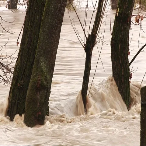 Mud River flowing through the trees Stock Footage 69291902