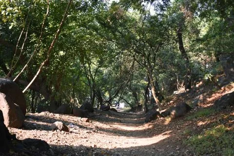 A mud road between a forest during autumn season Foto stock