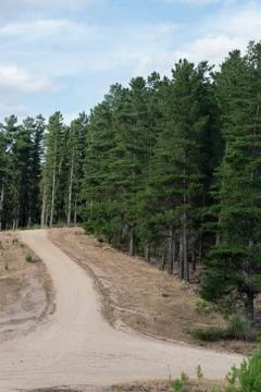 Mud road in pine tree plantation in Australia Stock-Fotos