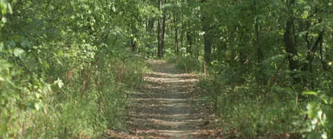Mud road through the forest 4K anamorphic video Stock Footage 316877229