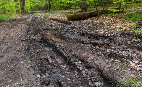 Mud rut on the road in the forest Stock Photos