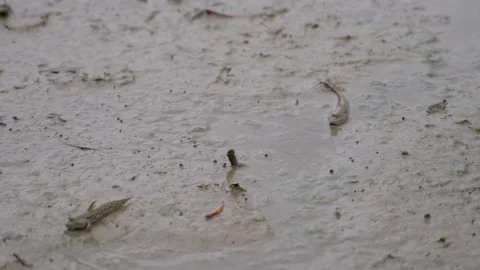 Mud-skipper in Action Video stock 158245691