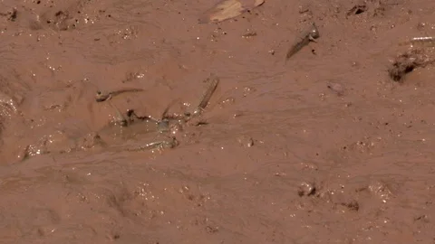 Mud Skipper Fish Coming out of Hole and Feeding in Mud Pool Video stock 86476199