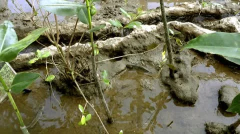 Mud skipper fish Stock Footage 10560223