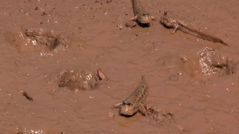Mud Skipper Fish Moving and Filling Its Mouth with Water Video stock 86317893