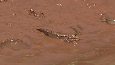 Mud Skipper Fish Moving Around Mud Pool Video stock 86193880