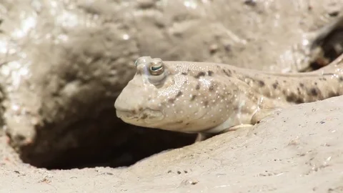 Mud skipper in hole in mud Stock Footage 70156114