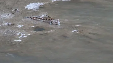 Mud skipper in water Stock Footage 85568087