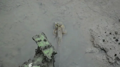 The mud-skipper in the wetlands Stock Footage 26318212