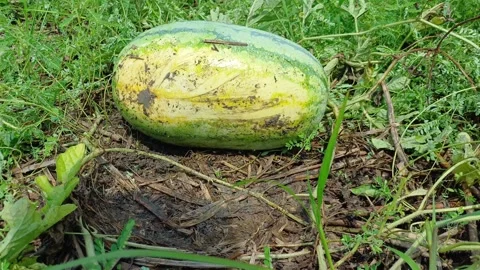 Mud Splattered Watermelon On Vine In Rainy Agricultural Field Close Up Shot Stock Footage 342368500
