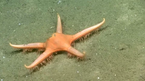 Mud Star Walking Stock Footage 113217075