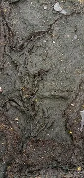 The mud is starting to dry up Photos