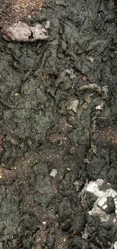 The mud is starting to dry up Foto stock