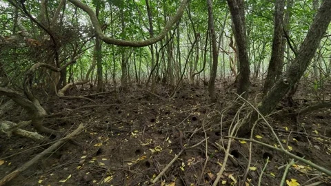 Mud Surface Covered with Crab Burrows Inside Tropical Mangrove Forest Video stock 339643043
