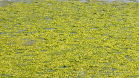Mud on the surface of the lake Stock Photos