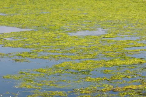 Mud on the surface of the lake Stock Photos