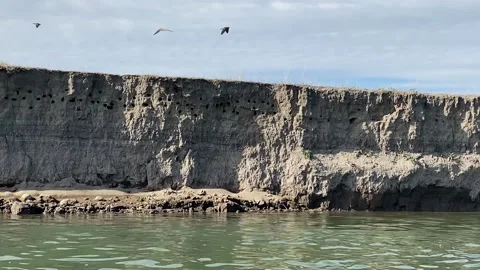 Mud swallows fly in and out of their nests along the banks of the Missouri River Stock Footage 146178497