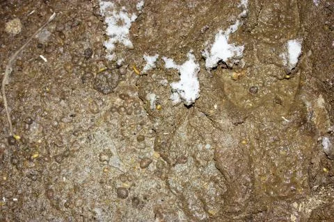 Mud texture or wet brown soil as natural organic clay and geological sediment Foto stock