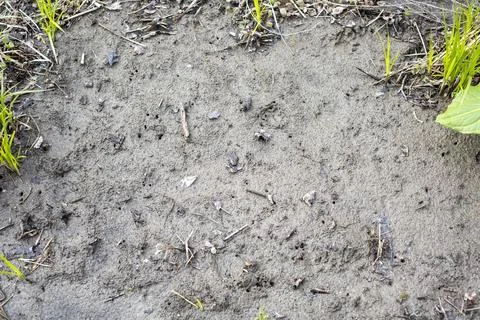 Mud Texture with Spring Grass Stock Photos