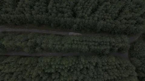 Mud tracks in a dark forest Stock Footage 288749272
