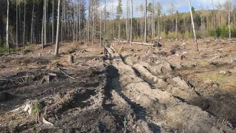 Mud tracks road in the woods forest trail Stock Footage 182930758
