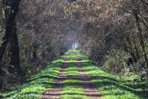 Mud trail in a park Stock Photos