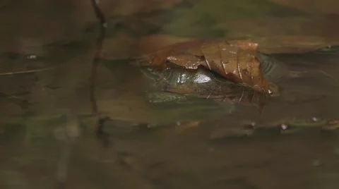 Mud Turtle hiding under a leaf in some shallow water. Stock Footage 58170725