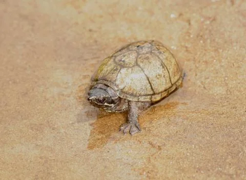 Mud turtle Stock Photos