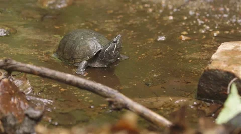 Mud Turtle walking around in shallow water. Stock Footage 58170689