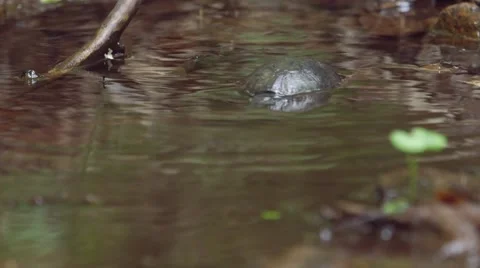 Mud Turtle walking through some__shallow water. Stock Footage 58170709