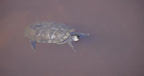 Mud Turtle in water with head above surface in a murky pond in Florida Stock Footage 269139687