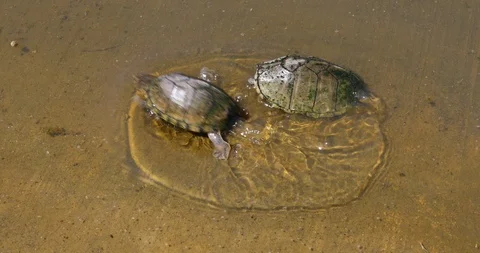 Mud Turtles Stockbeeldmateriaal 89581981