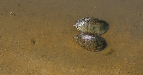 Mud Turtles Stockbeeldmateriaal 89582440