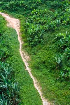 Mud walk path surrounded by wild greenery and jungle plants Stock Photos